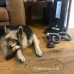 Sebo Vacuum-Assisted Dog Grooming Tool